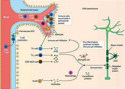 Modulation of Multiple Sclerosis and Its Animal Model Experimental Autoimmune Encephalomyelitis by Food and Gut Microbiota